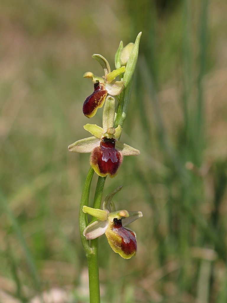 Ophrys virescens